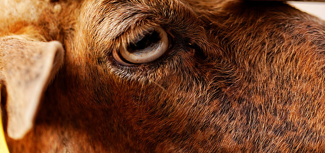 山羊的眼睛棕色农业成人黄色场地牛角白色动物毛皮农场图片