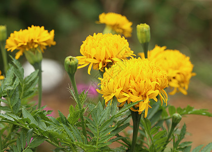 红金花花生长植物群树叶季节草地公园花园花粉场地植物学图片