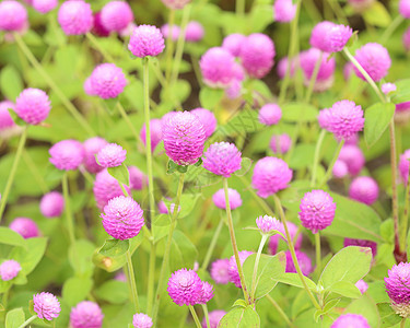 千日红或花球体墙纸地球花园公园野生动物团体园艺植物群植物图片