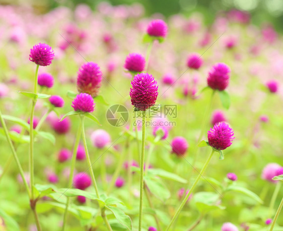 千日红或花叶子场地植物群野花植物园艺公园墙纸野生动物紫色图片