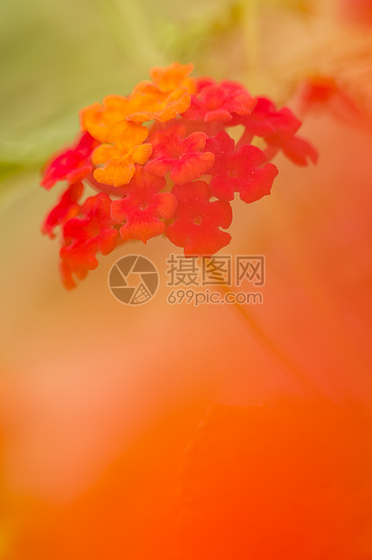 红色兰塔纳花芽详情花园花瓣植物绿色粉色橙子黄色图片