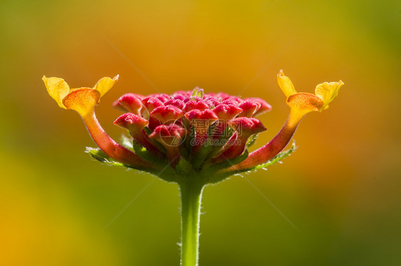 红色兰塔纳花芽详情橙子花园粉色植物花瓣黄色绿色图片