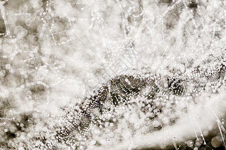 在蜘蛛网i上滴落的珠子水滴露珠宏观雨滴蛛网动物蜘蛛陷阱丝绸天气图片