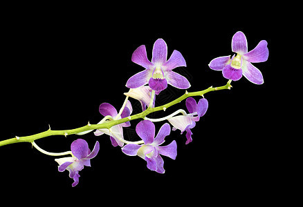 美丽的紫兰花花花瓣紫色热带花园植物群叶子植物学花束兰花宏观图片