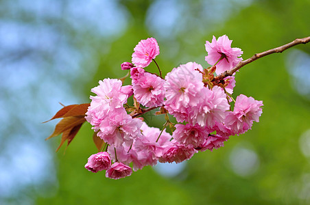 樱花花园艺风景叶子环境天空生长植物花园晴天植物学图片