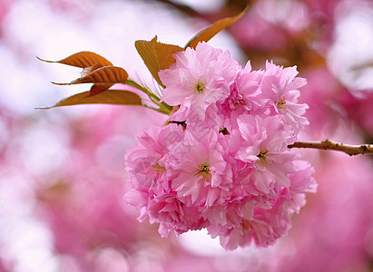 樱花花风景蓝色宏观花瓣花园公园植物学晴天园艺生长图片