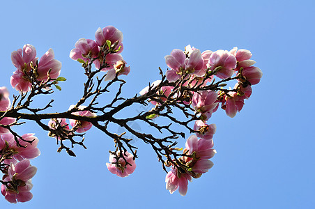 木兰花花花瓣天空园艺叶子植物学公园花园环境生长植物图片