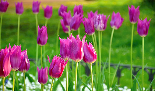 郁金花田生长紫色草地晴天叶子季节美丽阳光植物郁金香图片
