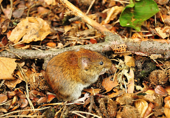 小老鼠栖息地苔藓环境荒野木头眼睛日志老鼠森林耳朵图片