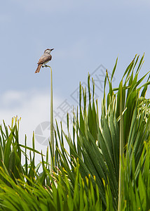 三兰努斯双微型鸟类群鸟翠鸟野生动物图片
