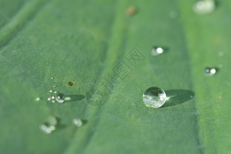 下降露珠环境生活液体气候天气宏观水滴草本植物植物群图片