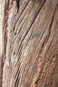 漂流木装饰材料木材木头棕色元素设计圆圈纹理风格图片