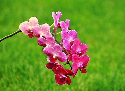 兰花宏观礼物植物情调花园美丽植物学热带花瓣植物群图片