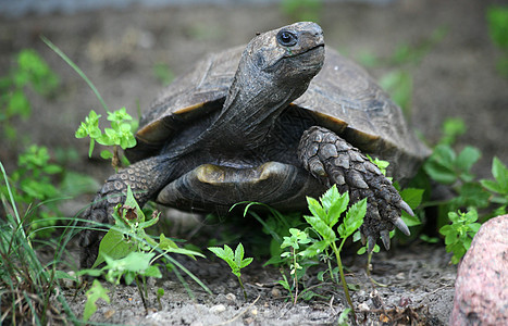 亚洲森林乌龟甲壳植物庄园棕色濒危动物野生动物爬虫图片
