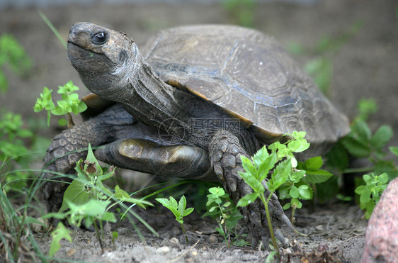 亚洲森林乌龟植物动物濒危棕色甲壳庄园爬虫野生动物图片