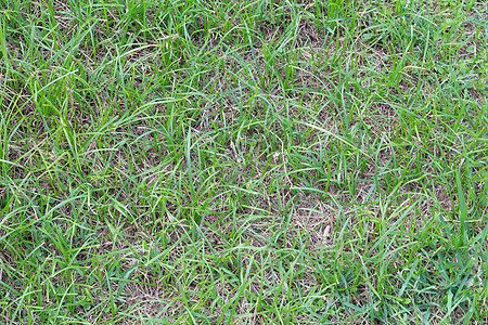 绿绿草草皮植物后院前院色彩环境环境保护摄影果岭草地图片