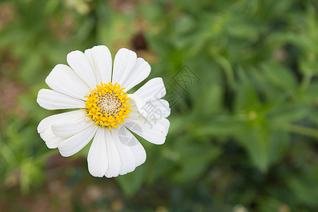 花背景绿色白色植物叶子花园图片