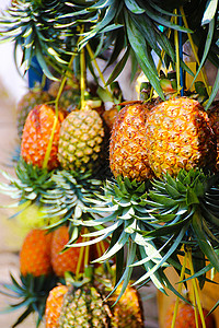 印度尼西亚爪哇的Ripe 蜂蜜菠萝图片