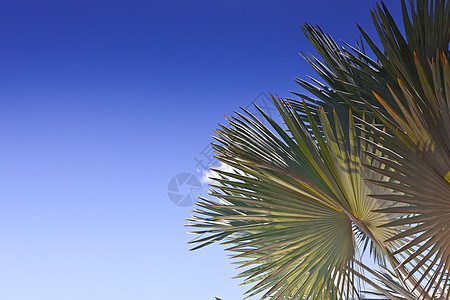 粉丝棕榈的花纹图片
