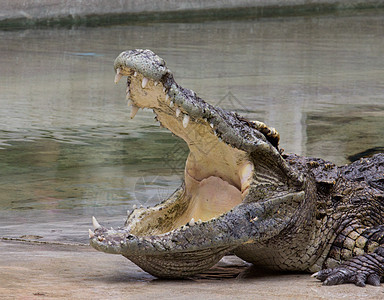 鳄鱼动物猎人眼睛生物力量危险动物园热带野生动物荒野图片