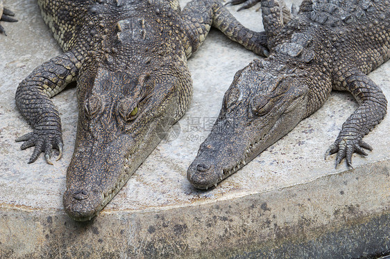 两个鳄鱼动物生物捕食者生态危险爬虫两栖动物野生动物力量眼睛图片