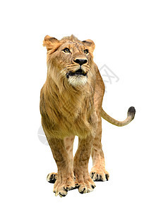 孤立狮子食肉捕食者猫科鬃毛男动物棕色野猫大猫危险白色图片