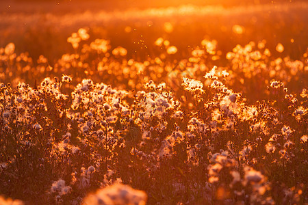 草地和日落上的农村草草天空射线季节黄色土地橙子生长地面牧场地球图片
