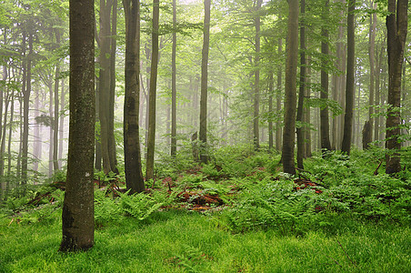 森林中的雾山毛榉风景公园植被旅游植物薄雾森林环境树木图片