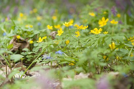 黄色春花 宏观特写太阳阳光草地花园公园场地农场蓝色草本植物季节图片