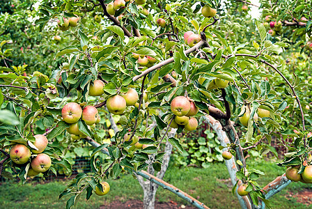 苹果树枝上的红苹果园艺食物小吃收成叶子生长水果植物农场花园图片