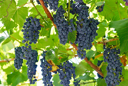 葡萄藤上成熟的葡萄串阳光水果晴天酿酒农业藤蔓浆果农场栽培植物群图片