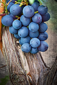 葡萄藤上成熟的葡萄串生长酒厂浆果花园晴天叶子栽培藤蔓植物水果图片