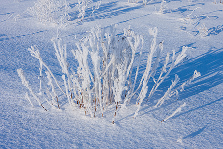 下雪时 青草被冰冻的霜覆盖雪花白色场地灌木天空树枝脚印森林小路新年图片