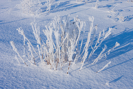 下雪时 青草被冰冻的霜覆盖雪花白色场地灌木天空树枝脚印森林小路新年背景图片