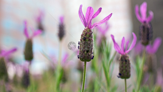 食用盐蜜蜂草本绿色沙枣农场紫色香味香气农田花朵图片