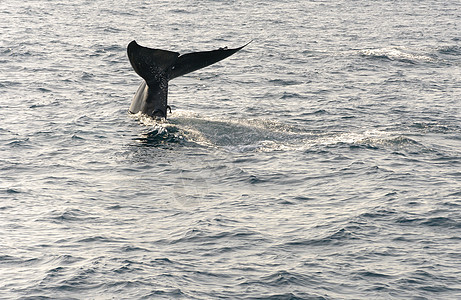 鲸尾荒野尾巴动物海洋图片