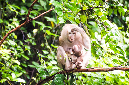热带雨林的猴子动物森林母亲荒野友谊丛林猕猴牛奶猿猴保卫图片