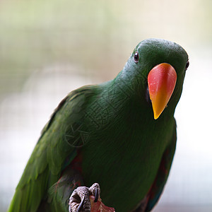 鹦鹉照片森林金刚鹦鹉荒野植物公园丛林翅膀动物园动物群图片