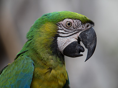 鹦鹉荒野热带眼睛动物群丛林生活森林照片植物宠物图片