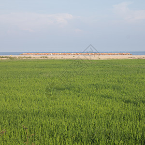 稻米田和海洋天空蓝色旅游游客地标场地文化阳台反射公园图片