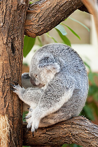 一只熊在树枝上坐着 睡着灰色旅行荒野树木桉树绿色动物野生动物睡眠动物园图片