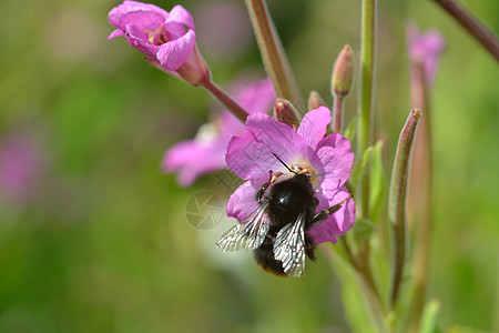 野生花朵花园昆虫花瓣叶子花粉荒野季节蜂蜜植物群飞行图片