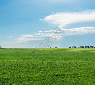 绿地和蓝天空晴天季节蓝色太阳草原草地远景天气阳光农村图片