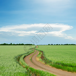 在绿地的肮脏道路上图片