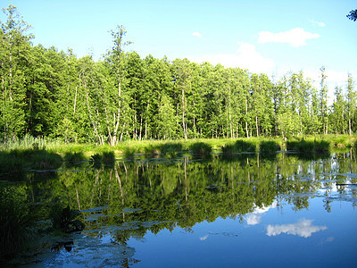 图片湖小路植物开放地面花朵木头沼泽树木森林生活图片