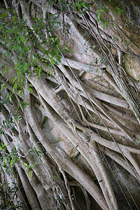 山地表面的大树根石头岩石生态森林藤蔓图片