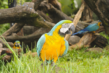 麦考鸟宠物动物翅膀情调眼睛日志异国黄色金刚鹦鹉热带图片