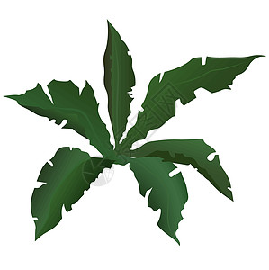 热带热带植物叶子区系剪贴绿色蕨类卡通片植被插图图片
