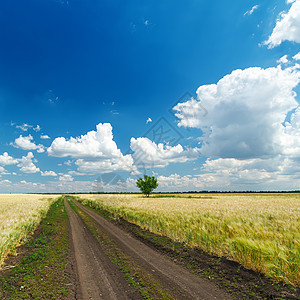 通向云层下地平线的肮脏道路场地阳光季节土地农村国家蓝色农场天空远景图片