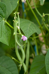 夏季花园大型特写园艺的新鲜绿豆种植菜豆季豆收获植物豆类豆子水果农业维生素宏观图片